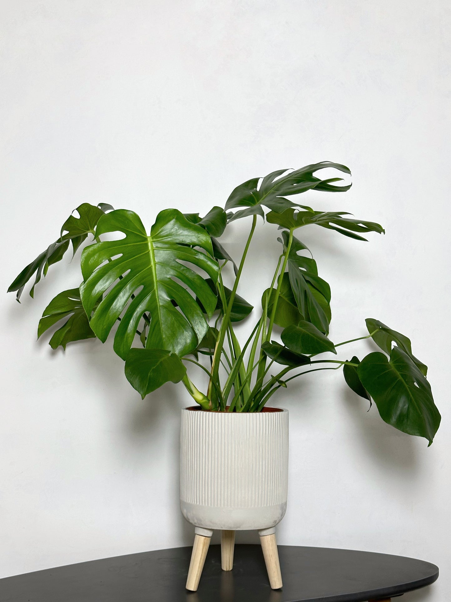 龜背竹 | Monstera deliciosa