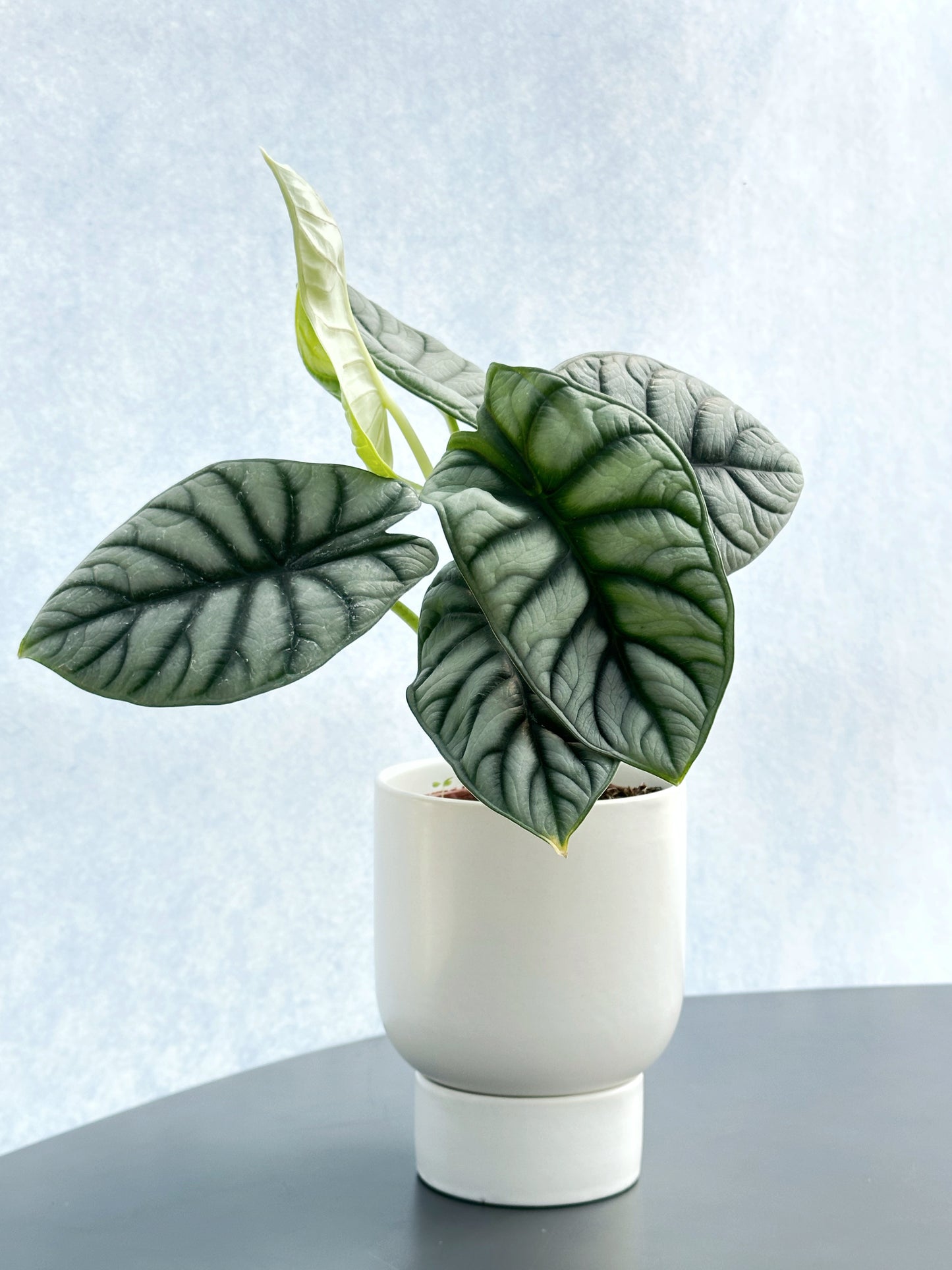 白犀牛海芋 | Alocasia 'Silver Dragon'