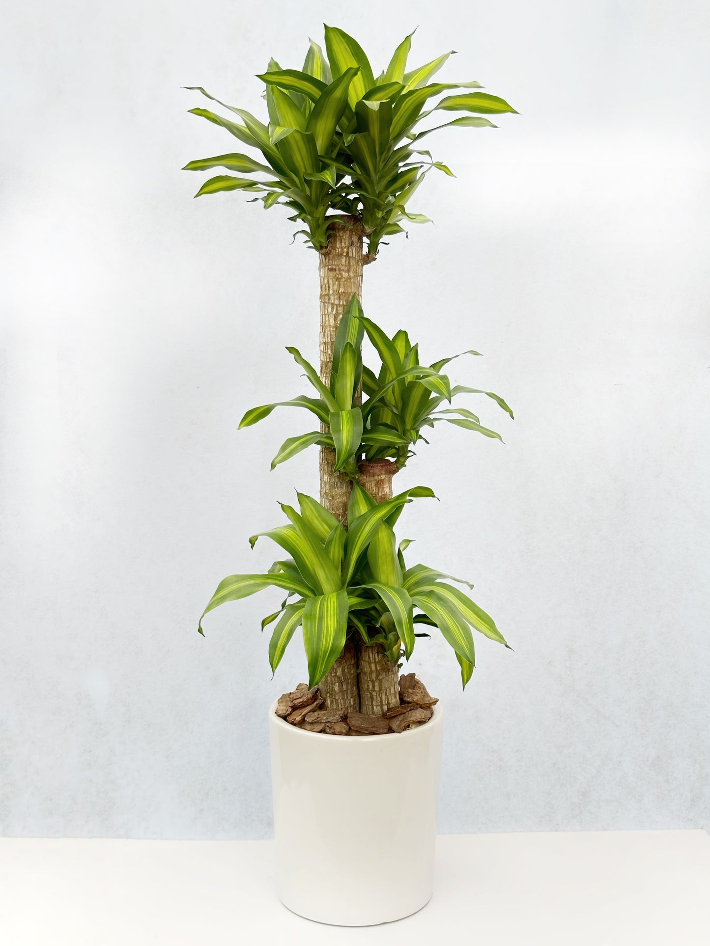 巴西鐵樹 | Dracaena fragrans
