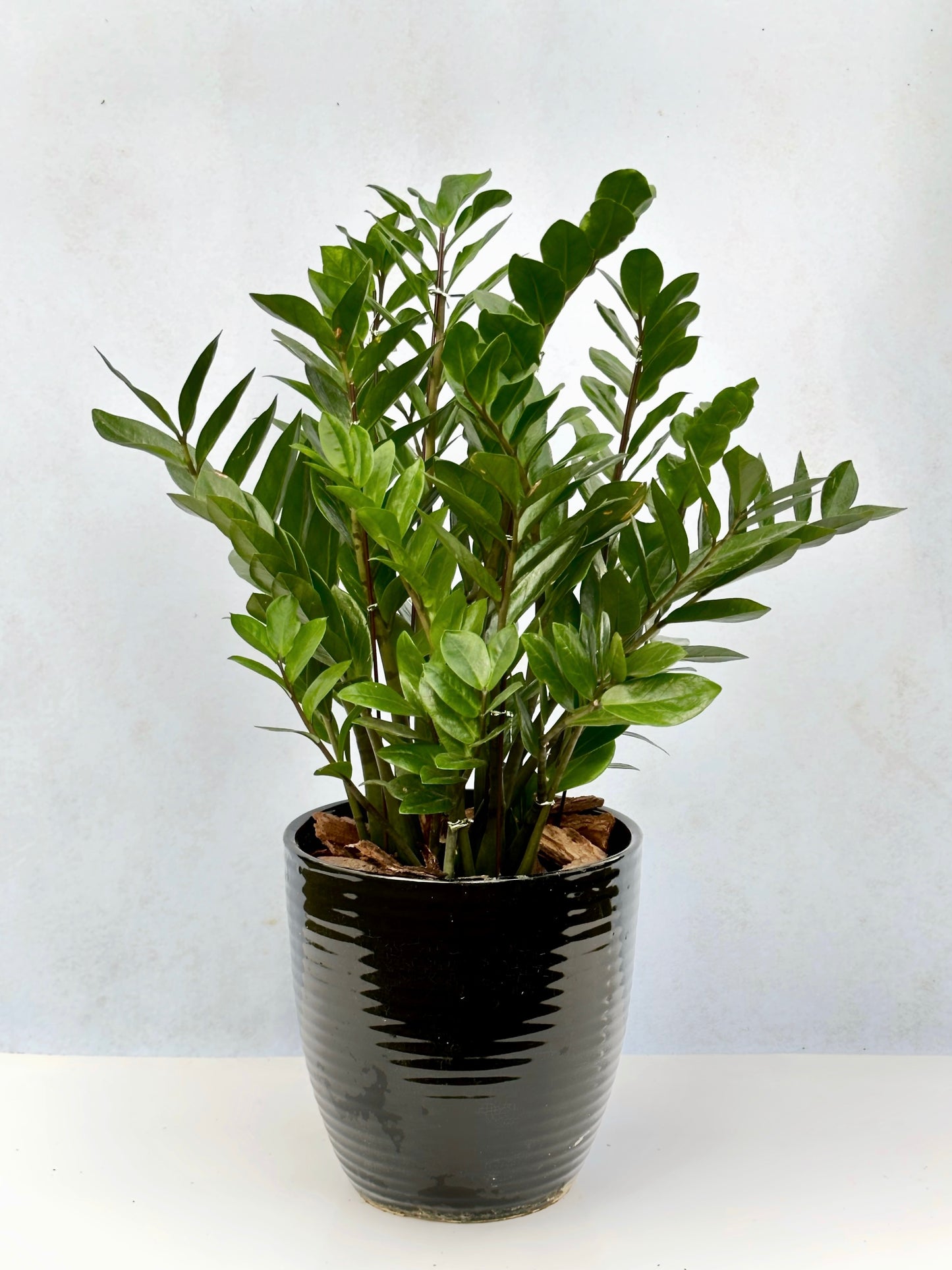 金錢樹 | Zamioculcas Zamiifolia (ZZ Plant)