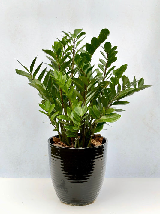 金錢樹 | Zamioculcas Zamiifolia (ZZ Plant)