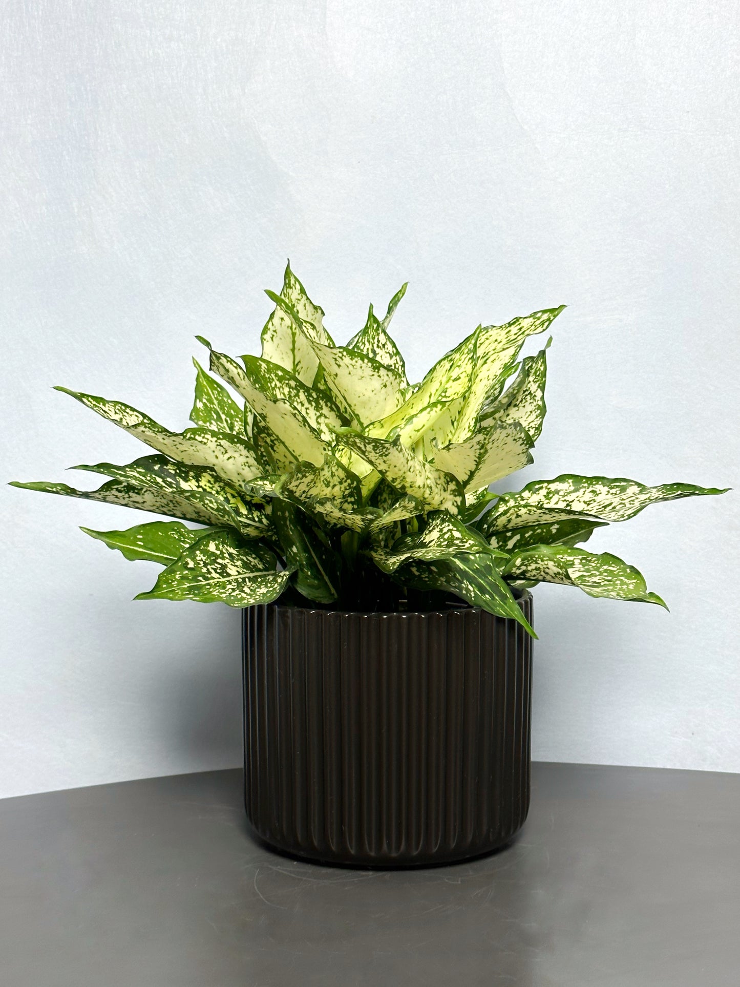白雪公主粗肋草 | Aglaonema Snow White