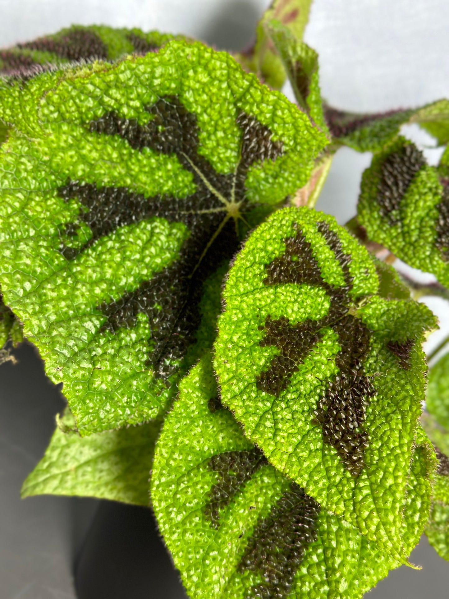 鐵甲秋海棠|Begonia Masoniana