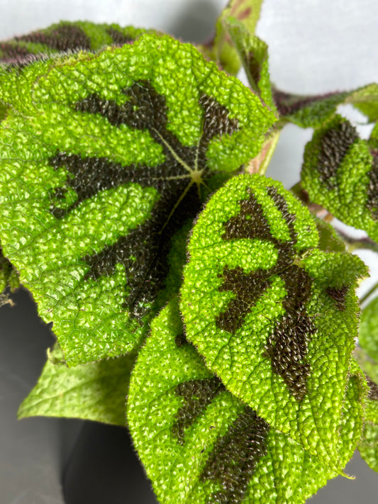 鐵甲秋海棠|Begonia Masoniana