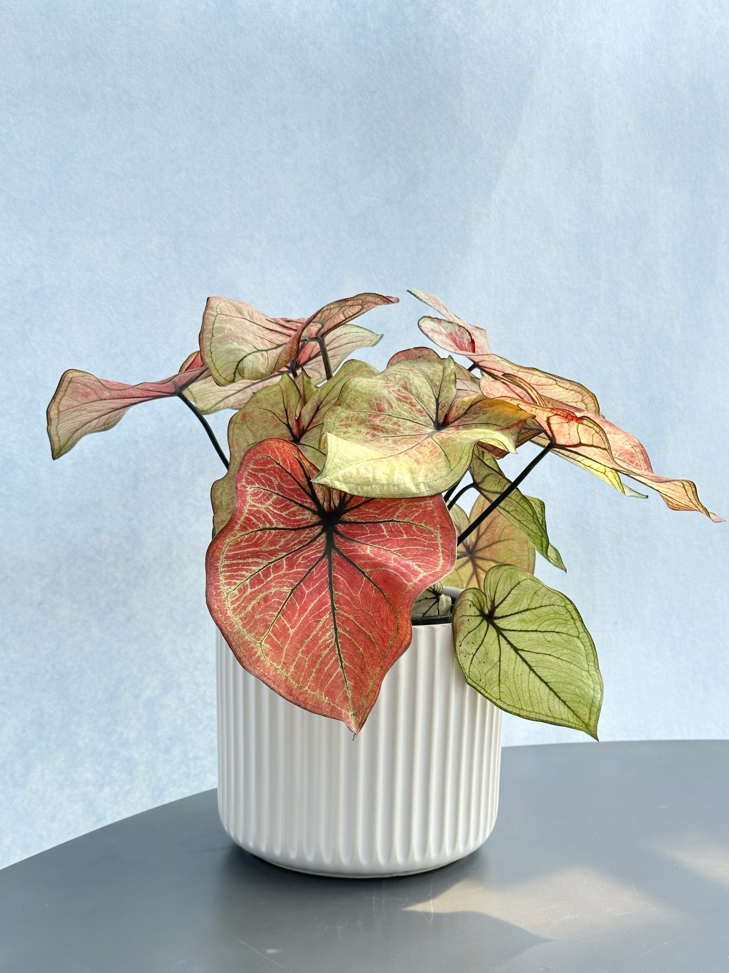 彩葉芋#2-Peach Juice | Caladium bicolor