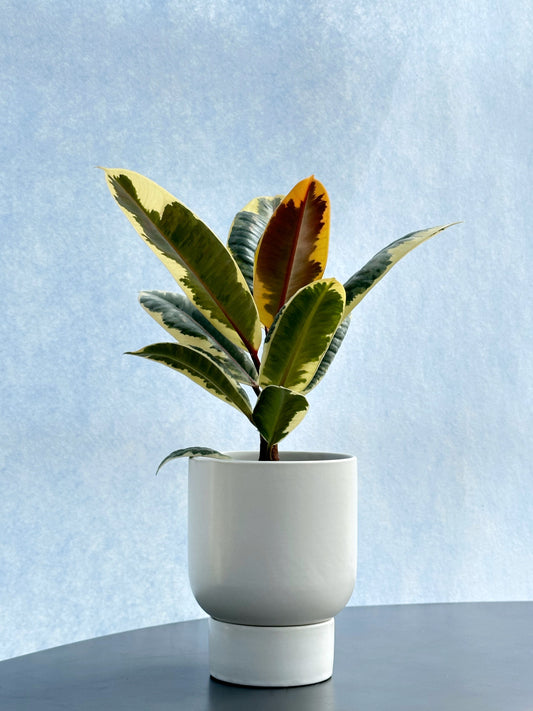 斑葉橡皮樹(小型)|Ficus Elastica Variegata