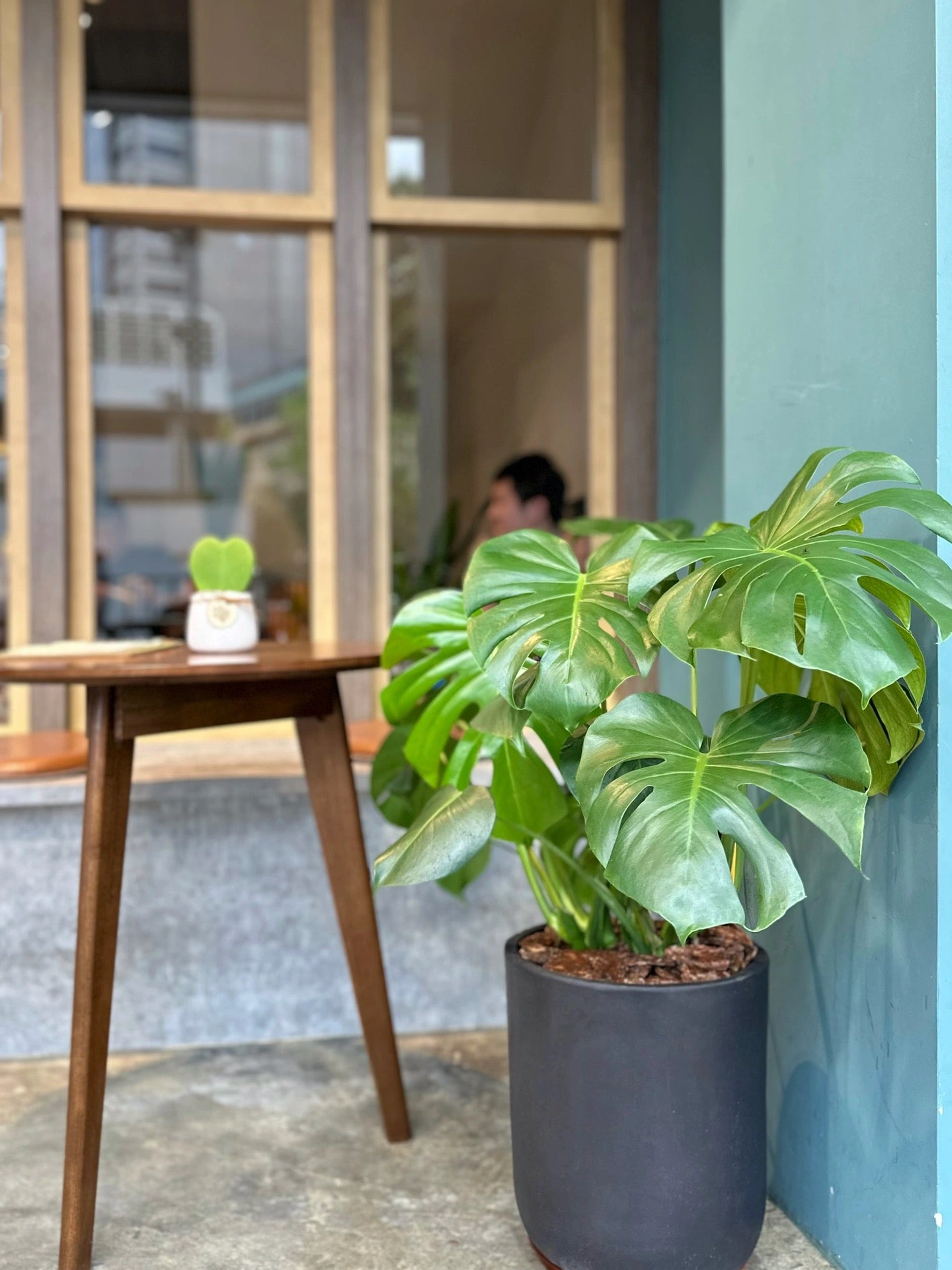 龜背竹 | Monstera deliciosa