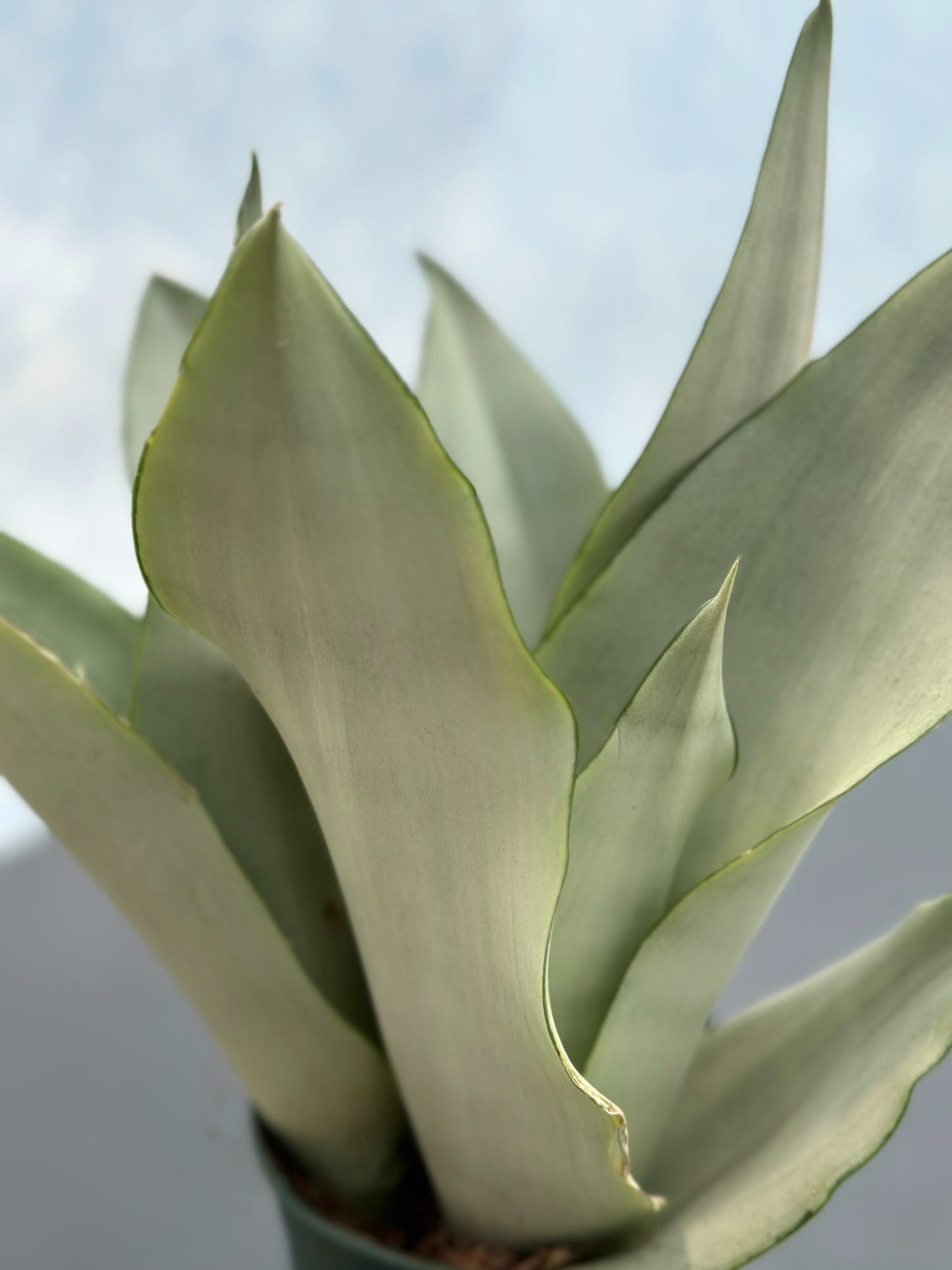 白玉虎尾蘭 | Sansevieria 'Silver Queen'