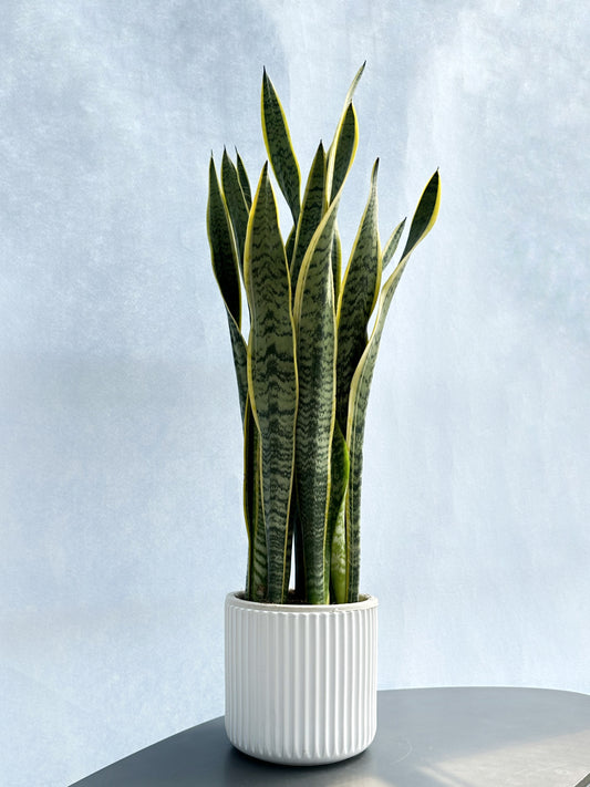 金邊虎尾蘭(中型) | Sansevieria trifasciata