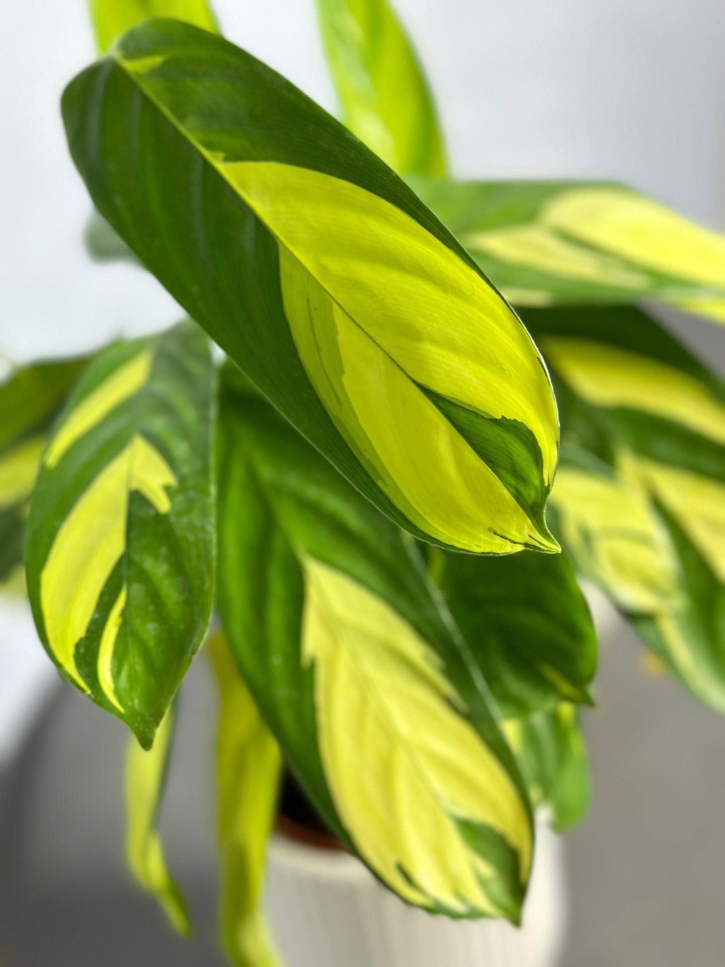 黃金油畫竹芋| Ctenanthe lubbersiana