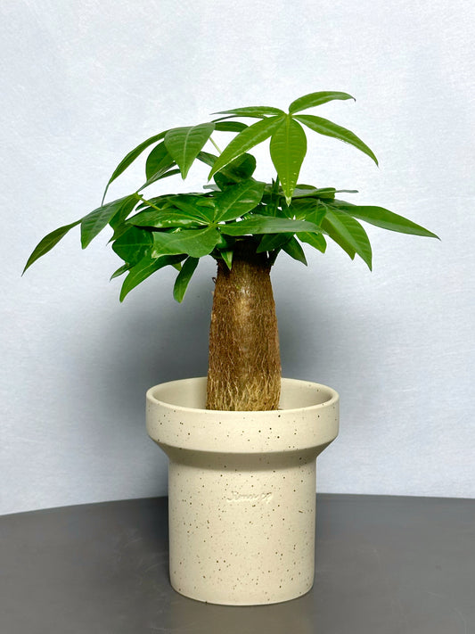 發財樹(小型) | Pachira aquatica