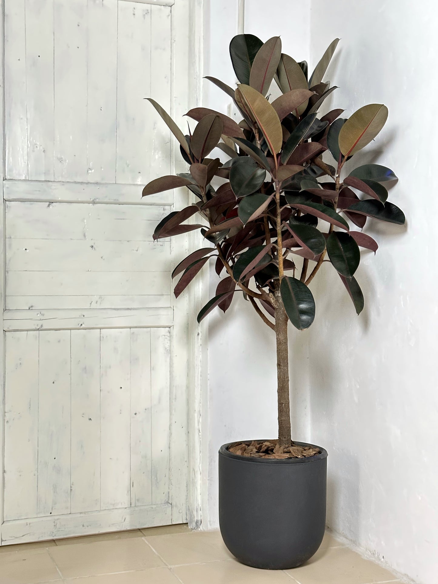 橡皮樹|Ficus Elastica ‘Bungundy’
