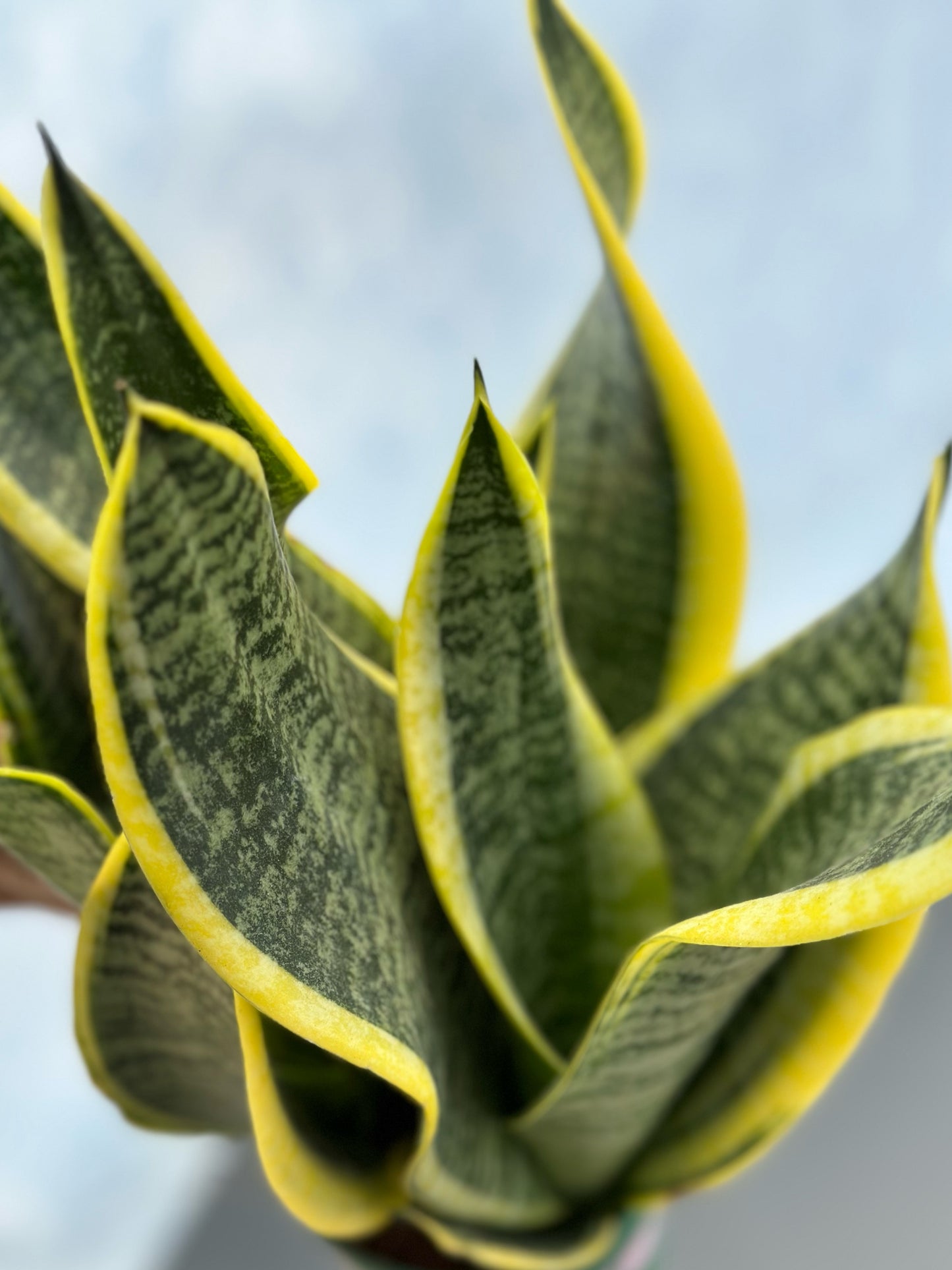 金邊虎尾蘭 | Sansevieria trifasciata