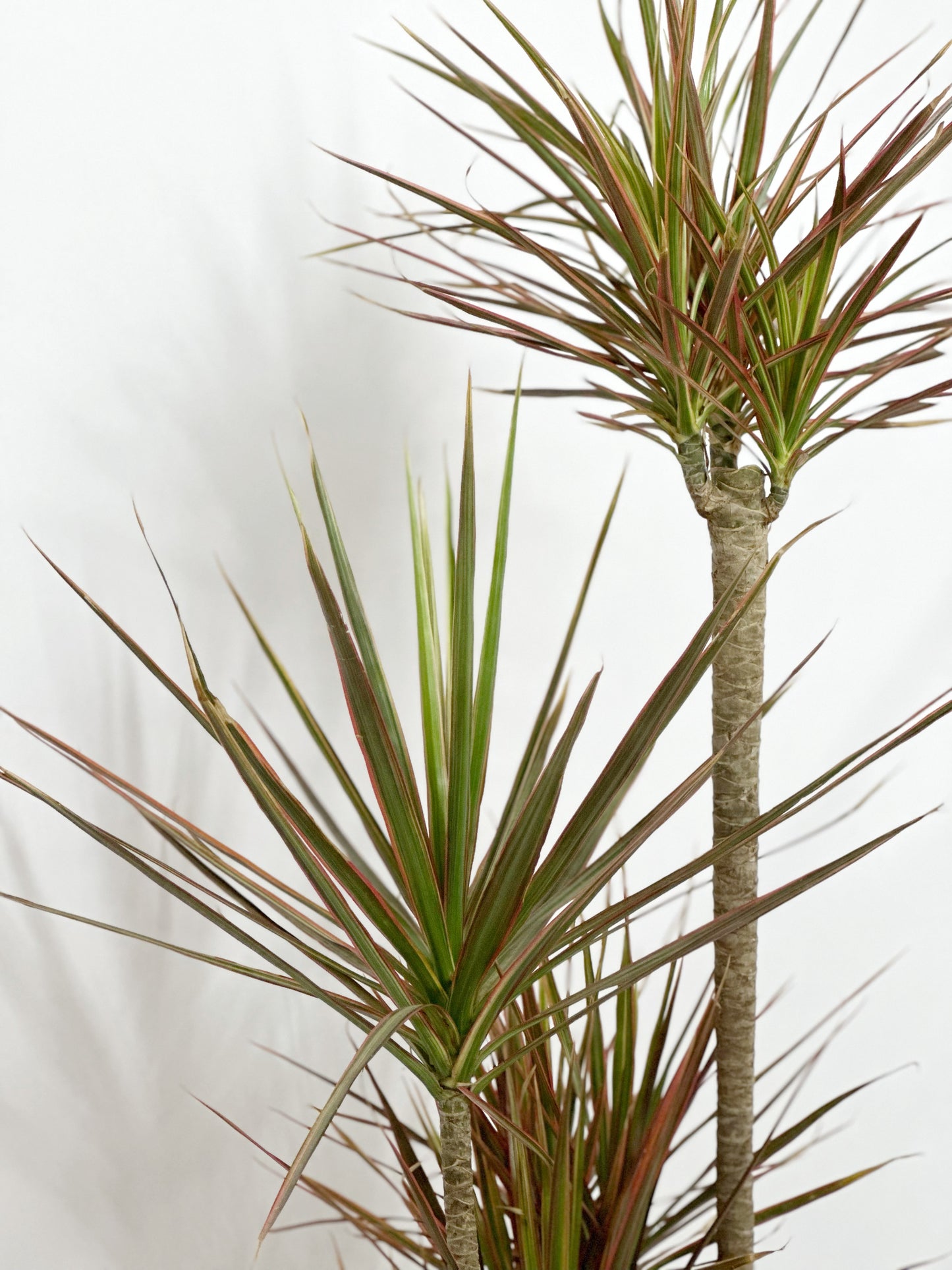 千年木|Dracaena Marginata