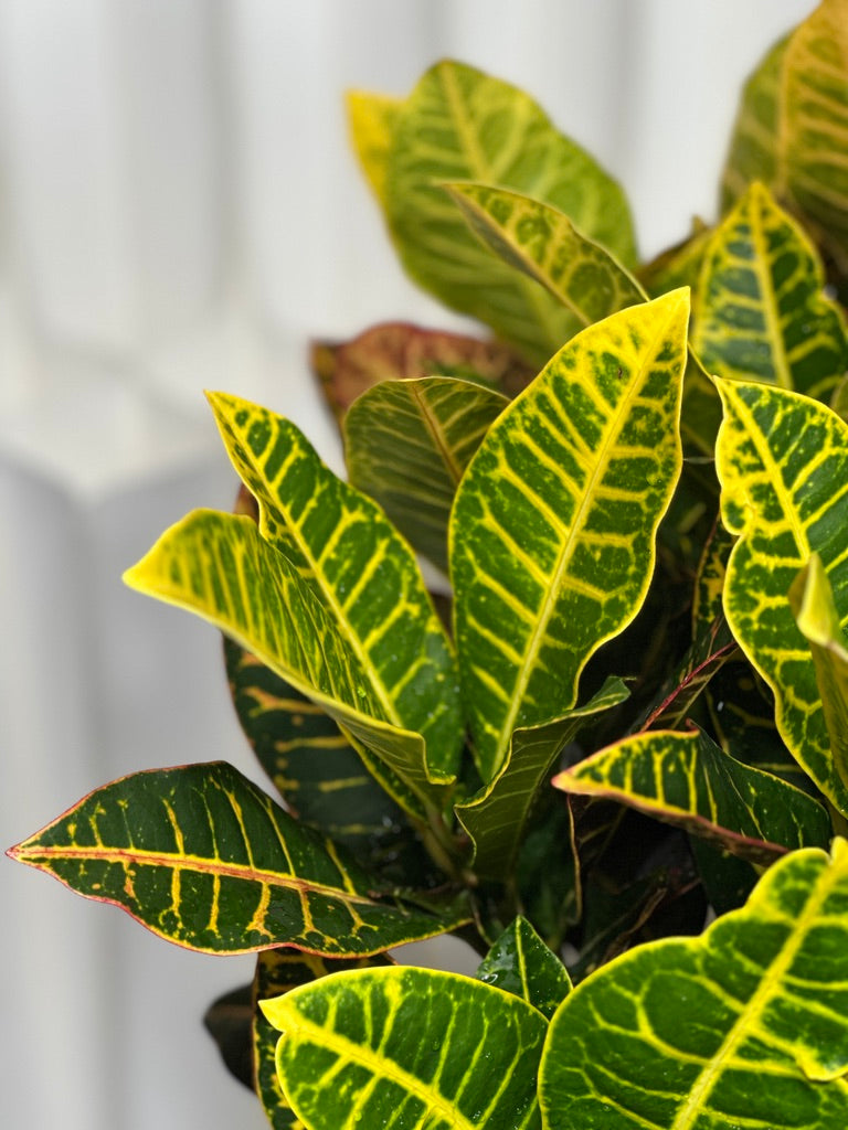 變葉木｜Garden Croton