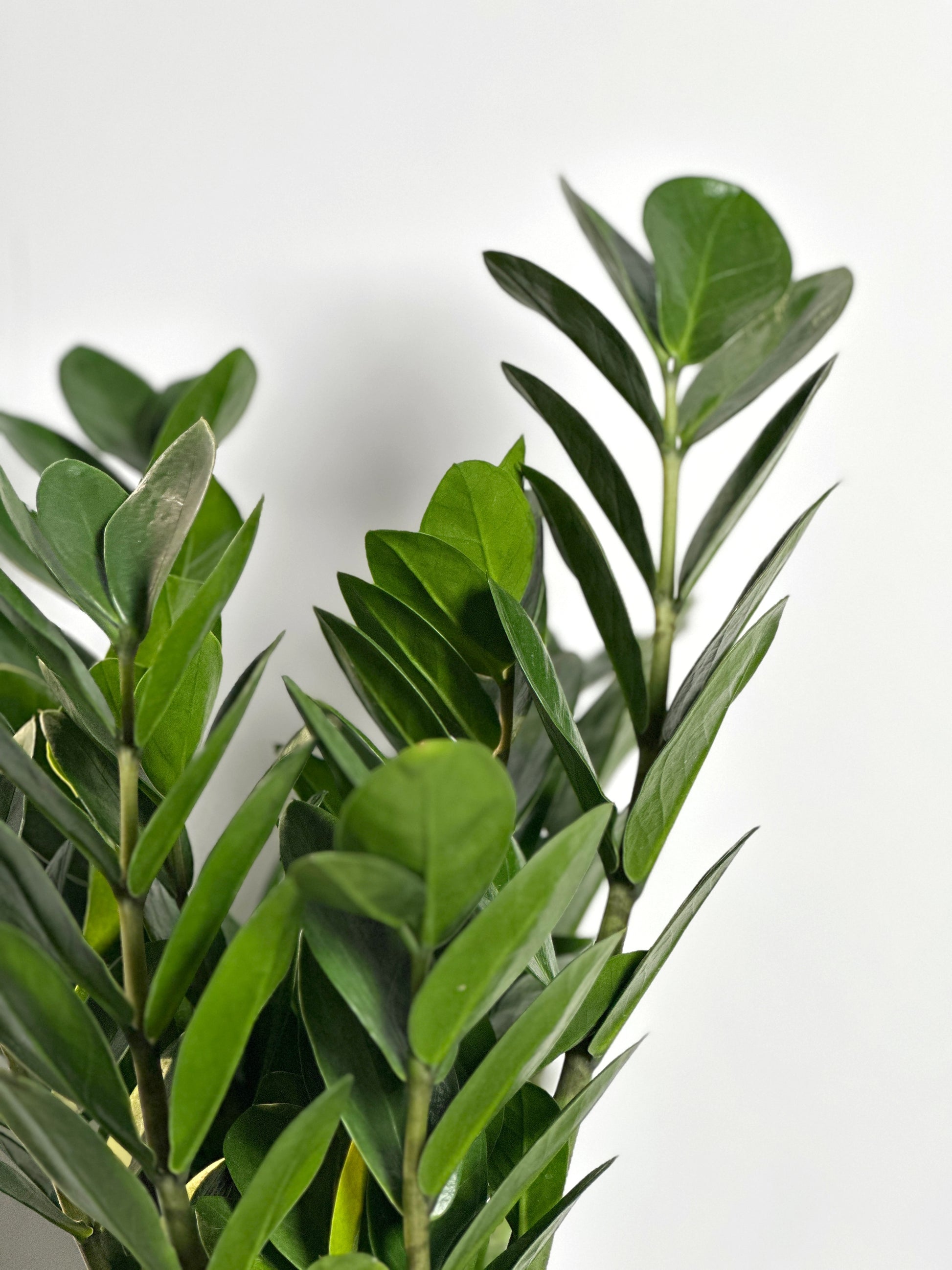 delray plants zz plant zamioculcas zamiifolia 中文 金錢樹| Zamioculcas Zamiifolia (ZZ Plant