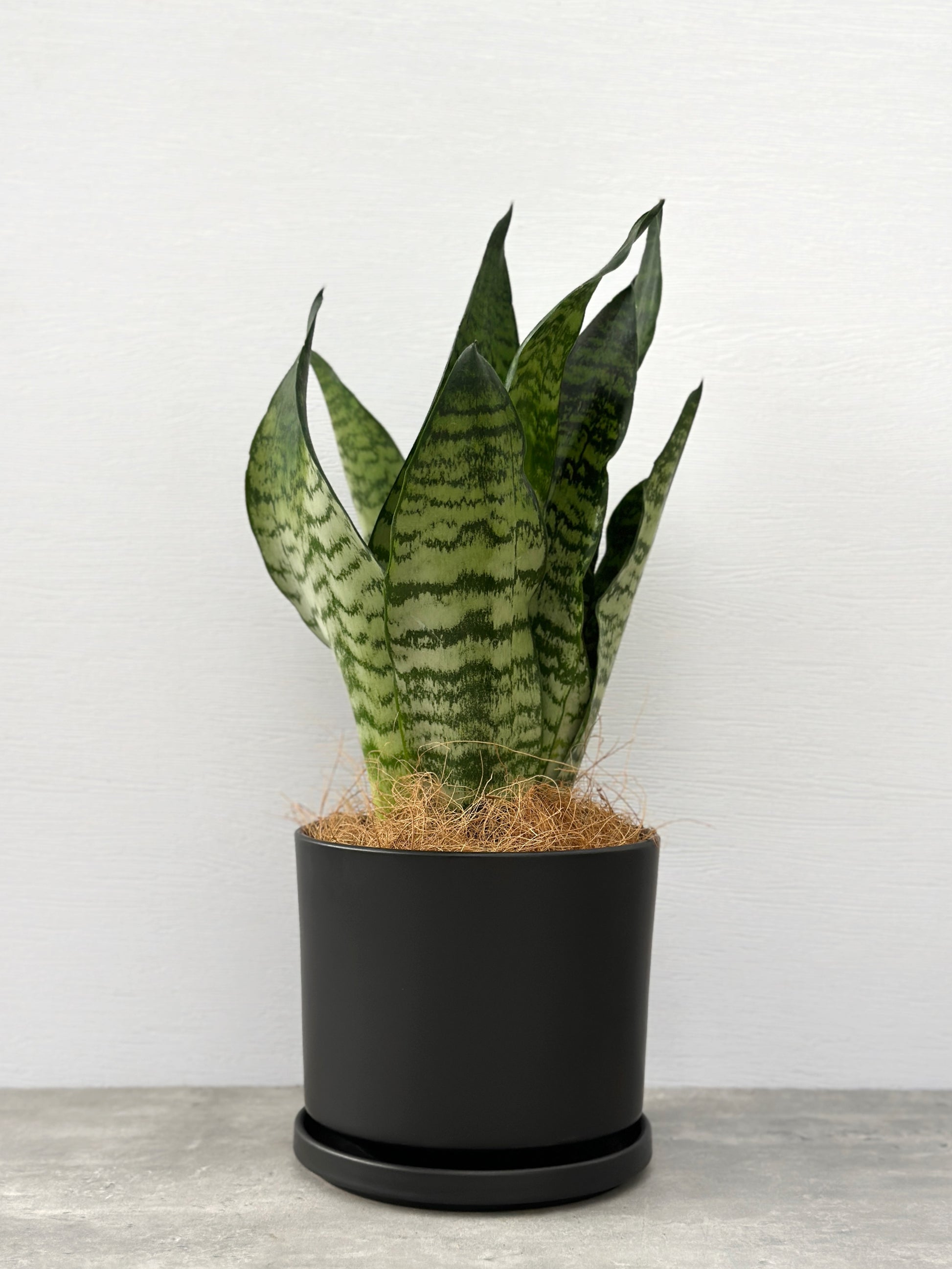 sansevieria 中文 綠葉虎尾蘭| Sansevieria trifasciata(Green) – Jungle Corner