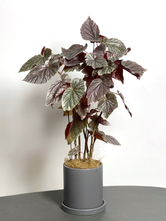 莫里斯秋海棠 | Begonia 'Maurice Amey'