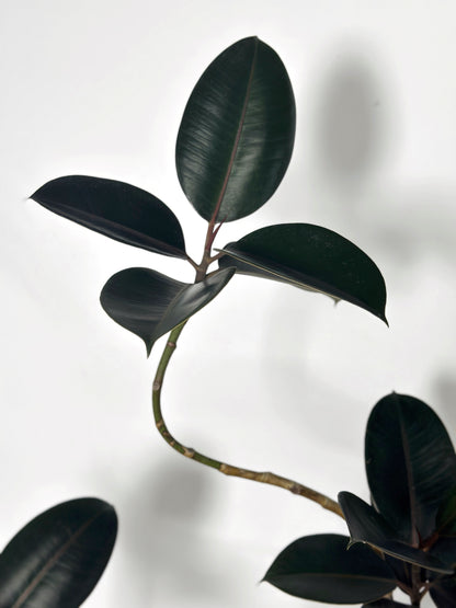 造型橡皮樹｜Styled Ficus Elastica ‘Bungundy’