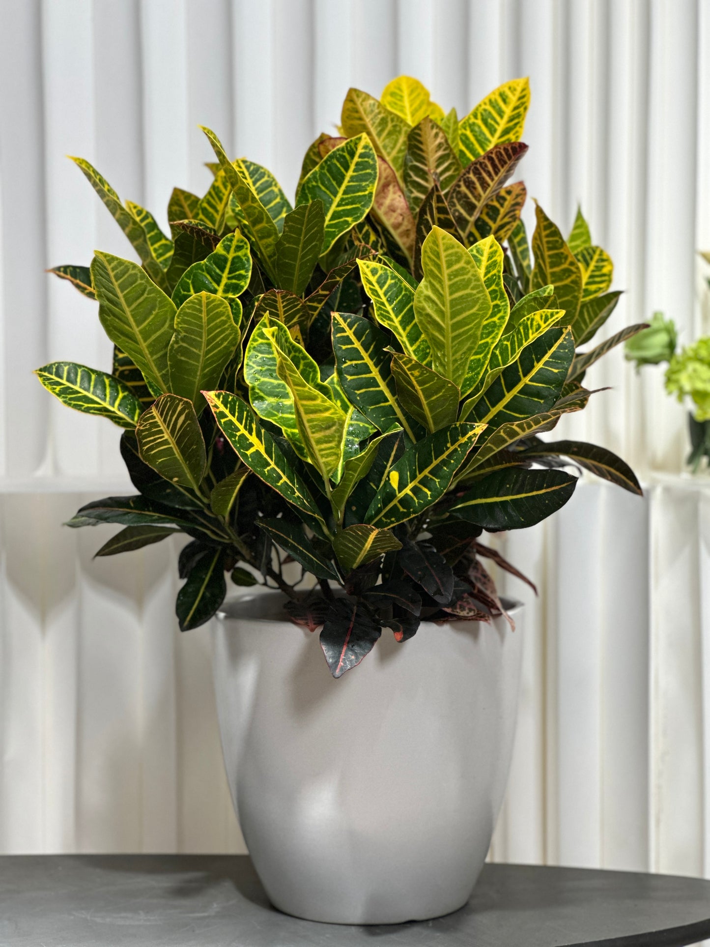 變葉木｜Garden Croton