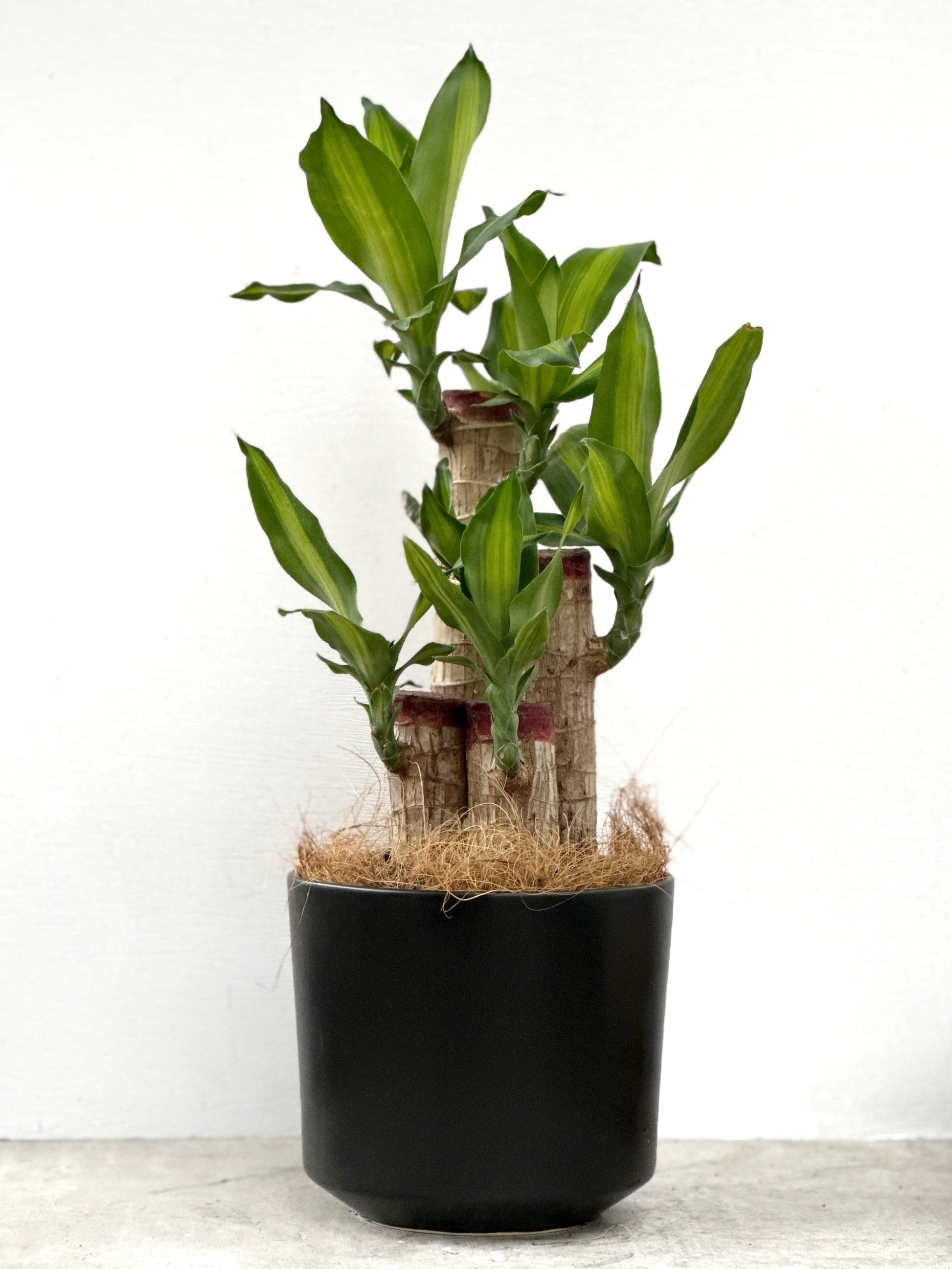 dracaena fragrans 中文 巴西鐵樹