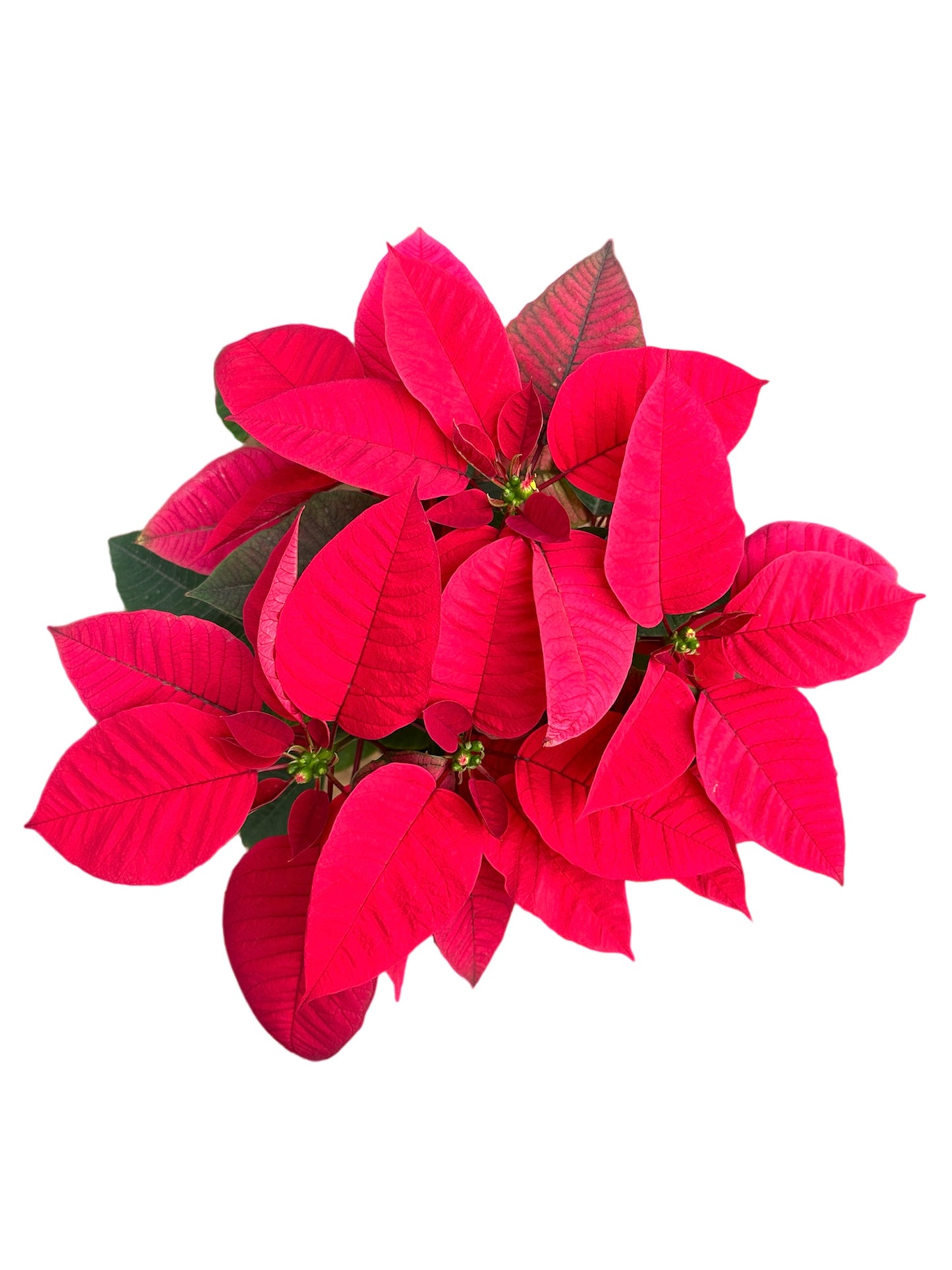 聖誕花｜Poinsettia