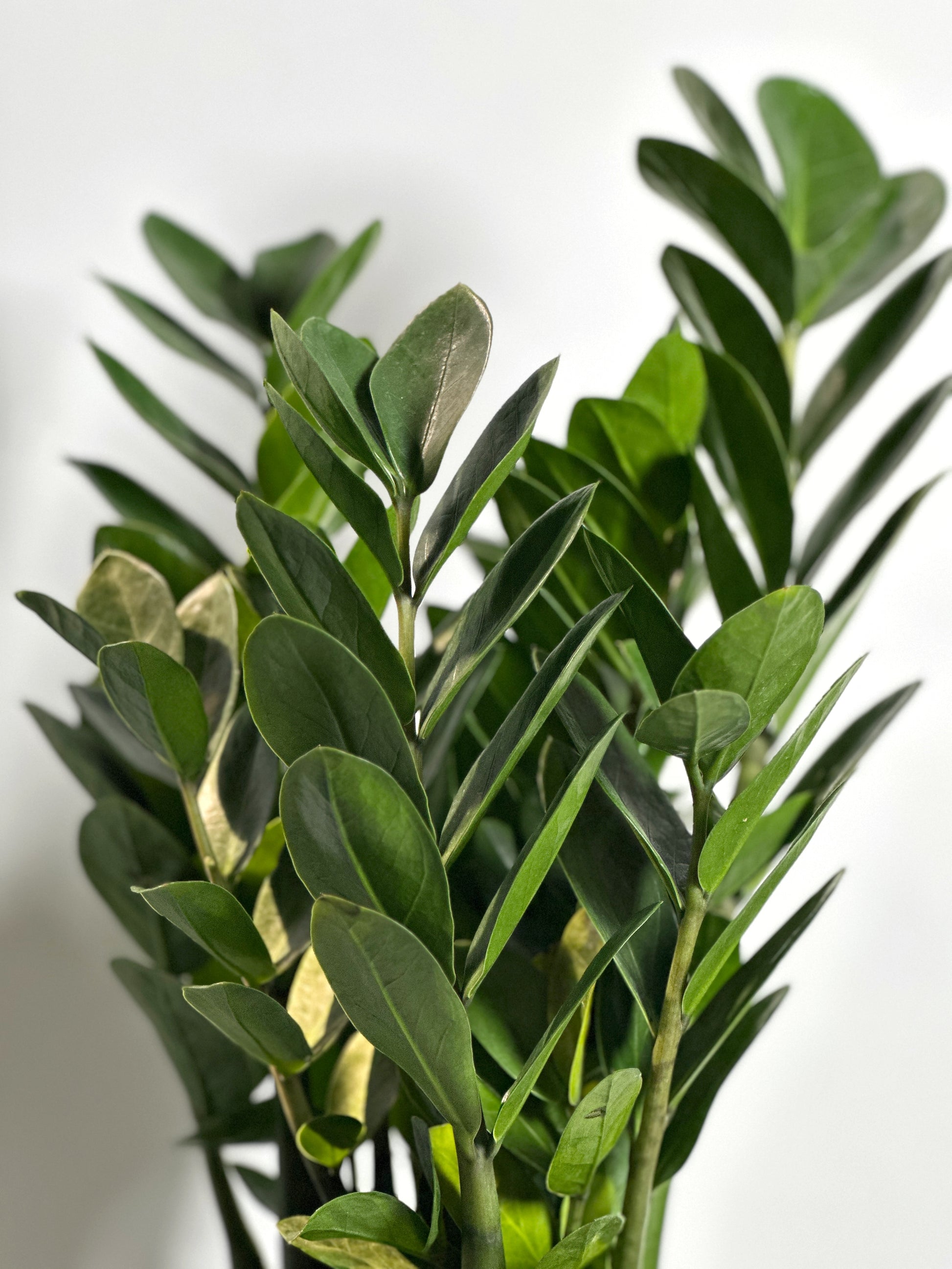 zz plant 中文 金錢樹| Zamioculcas Zamiifolia (ZZ Plant