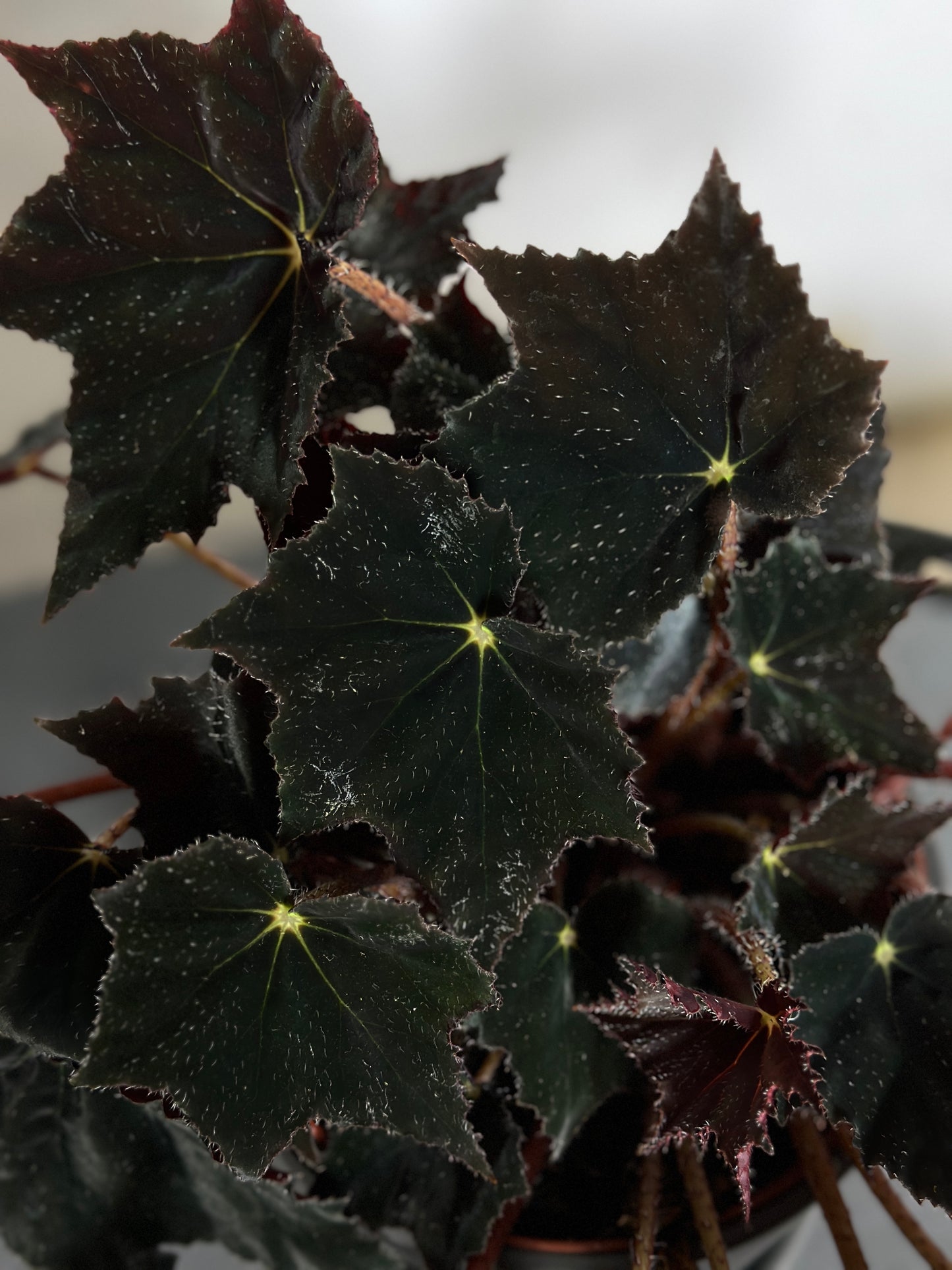 黑天鵝秋海棠 | Begonia 'Black Velvet'