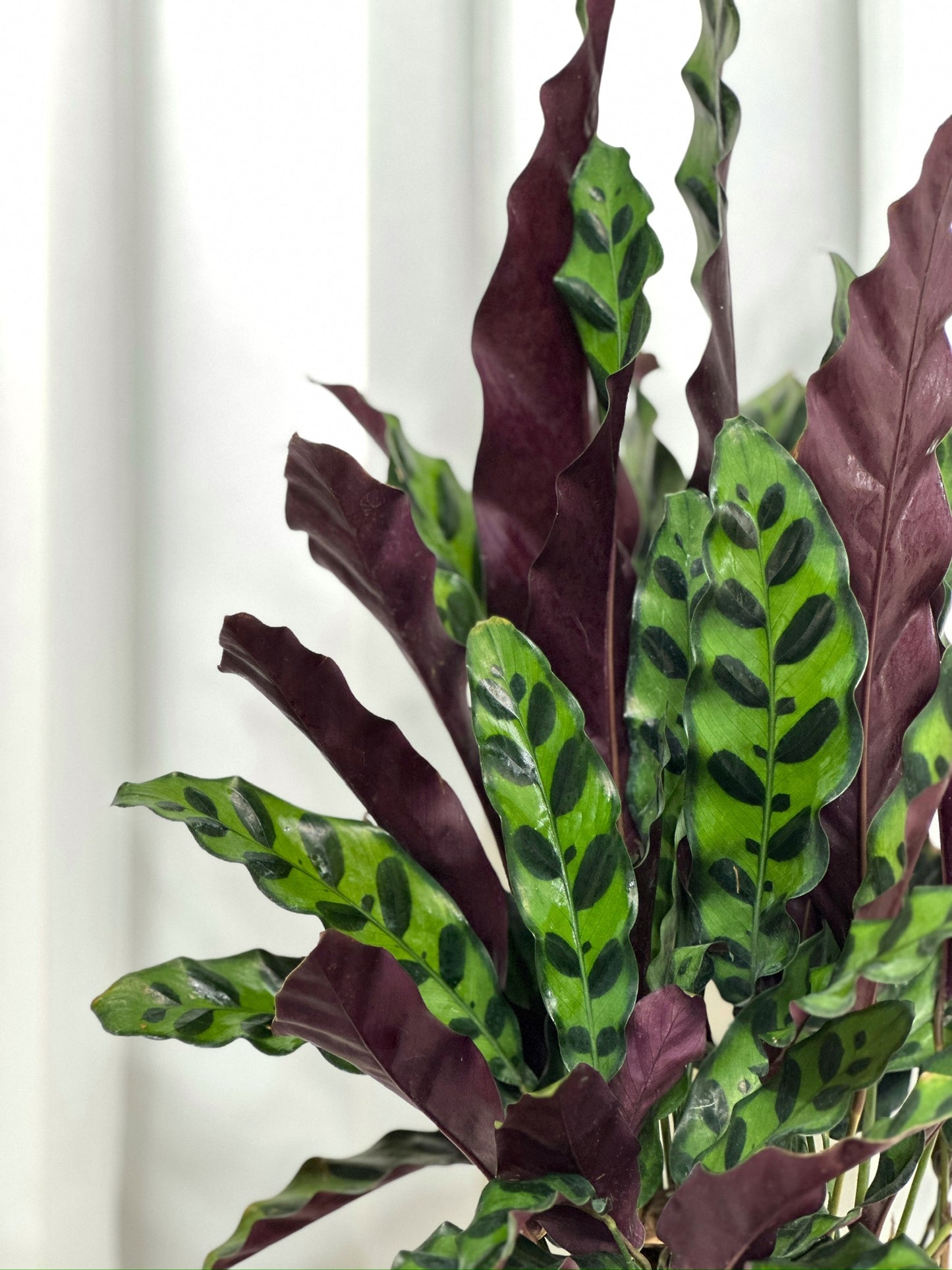豹紋竹芋 | Calathea Lancifolia