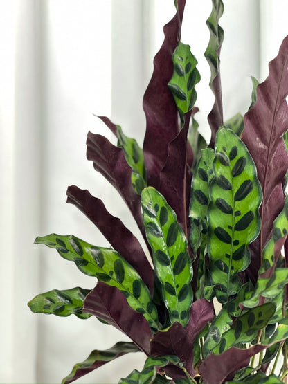 豹紋竹芋 | Calathea Lancifolia