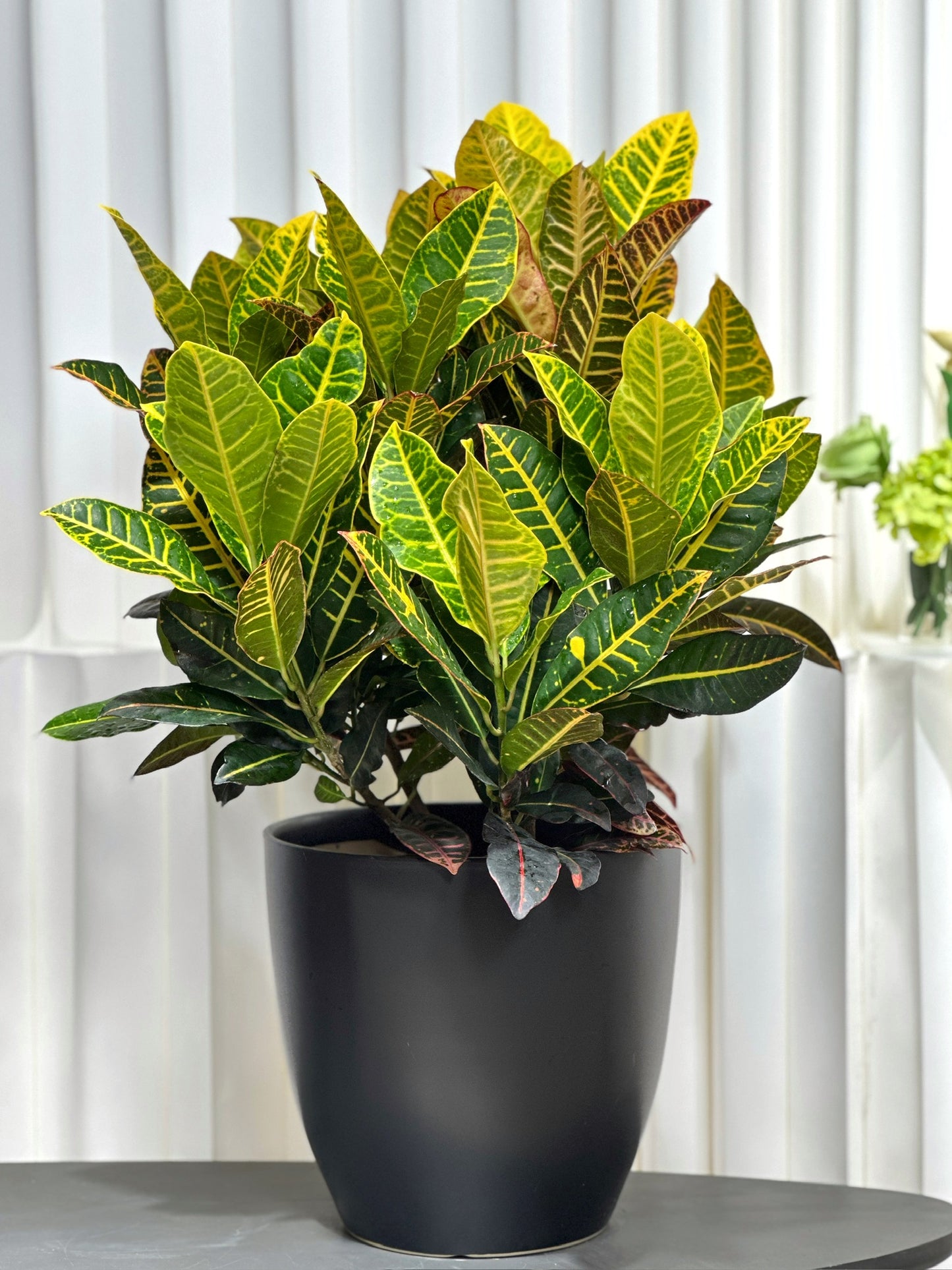 變葉木｜Garden Croton