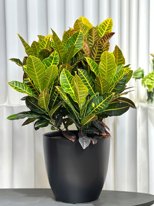 變葉木｜Garden Croton
