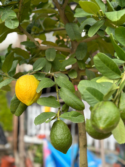 香水檸檬樹| Lemon Tree（Citrus Limon）