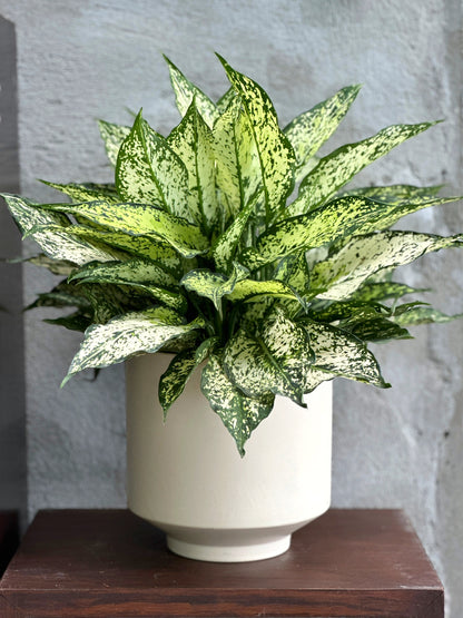 白雪公主粗肋草 | Aglaonema Snow White
