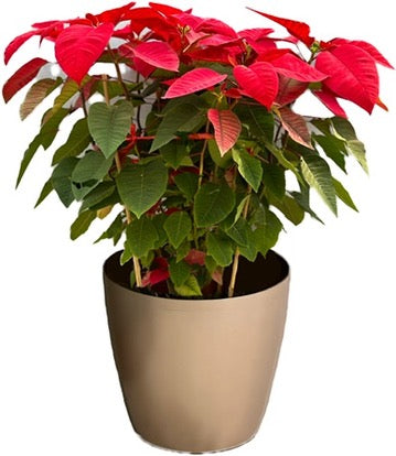 聖誕花｜Poinsettia