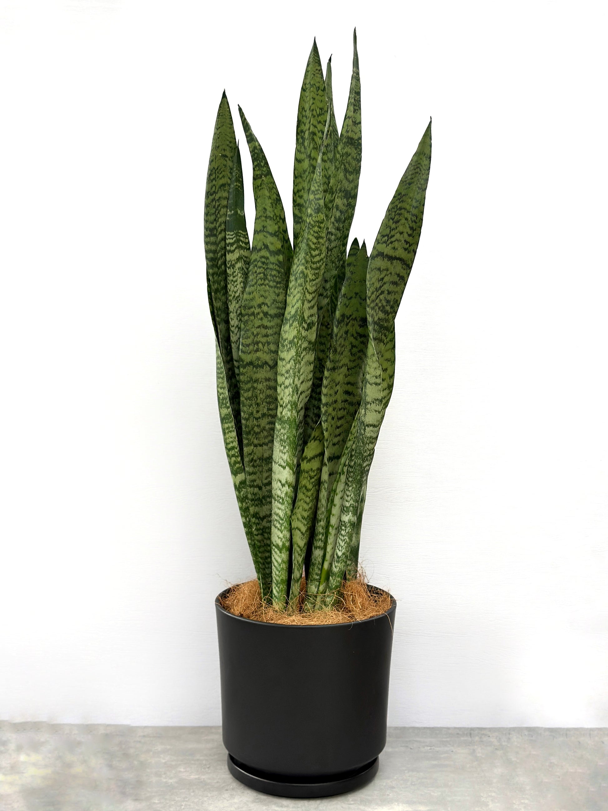 sansevieria 中文 綠葉虎尾蘭(中型)