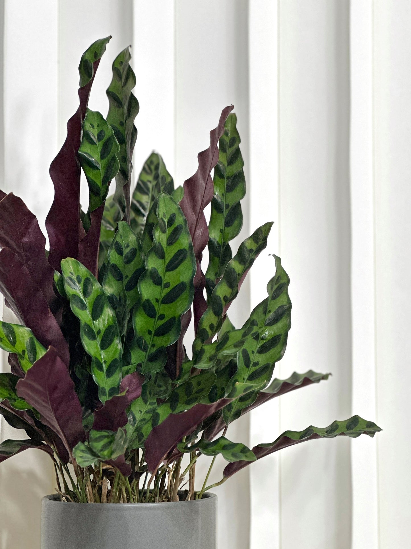 豹紋竹芋 | Calathea Lancifolia