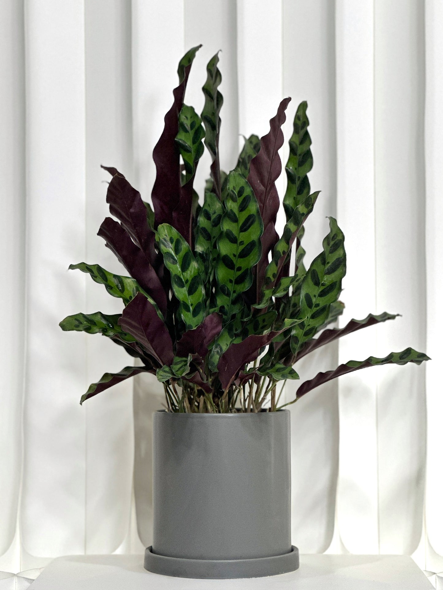 豹紋竹芋 | Calathea Lancifolia
