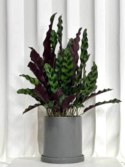 豹紋竹芋 | Calathea Lancifolia