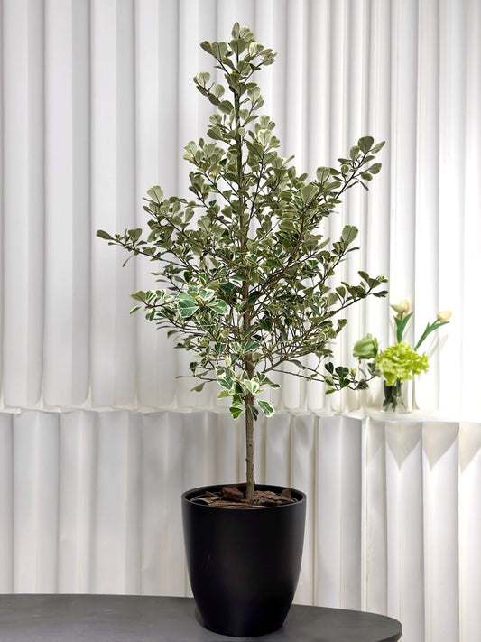 斑葉三角榕｜Ficus Triangularis Variegata