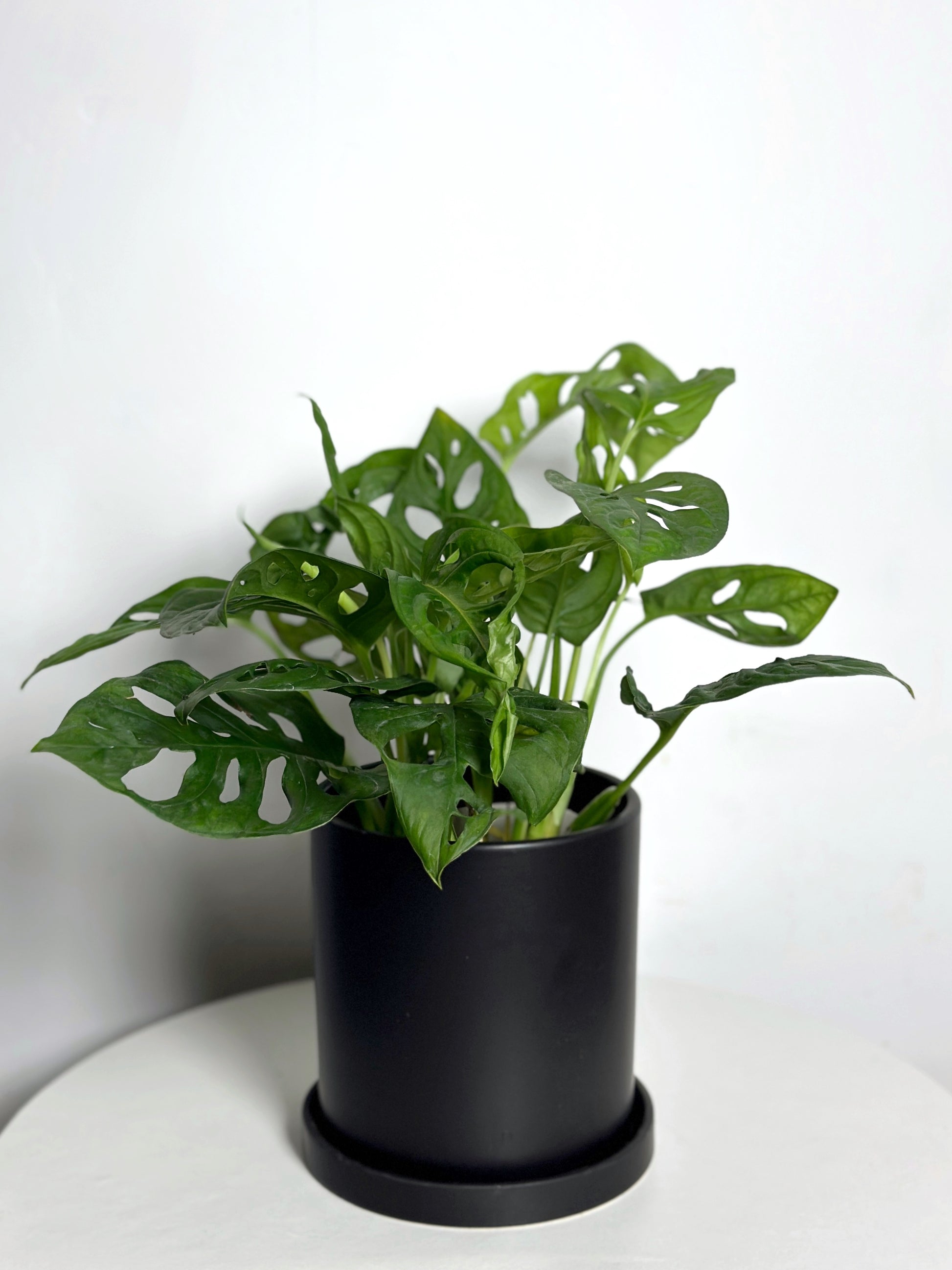 monstera adansonii 中文 仙洞龜背| Monstera Adansonii – Jungle Corner