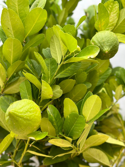 香水檸檬樹（矮身）| Lemon Tree