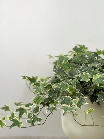 花葉常春藤 |  Hedera helix