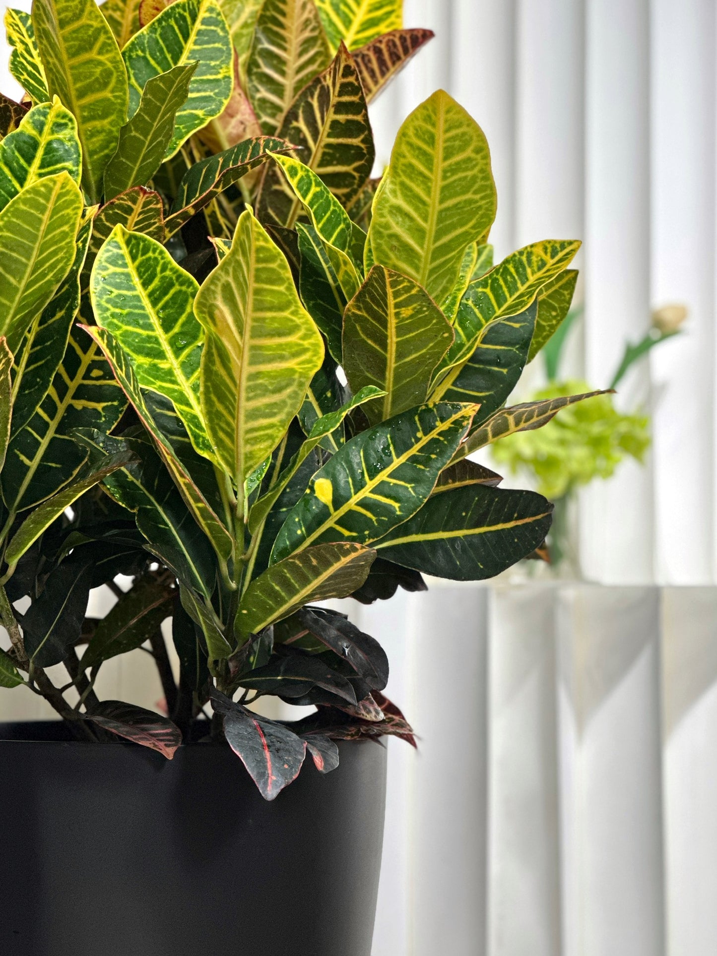 變葉木｜Garden Croton