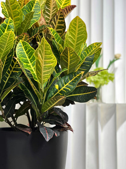 變葉木｜Garden Croton