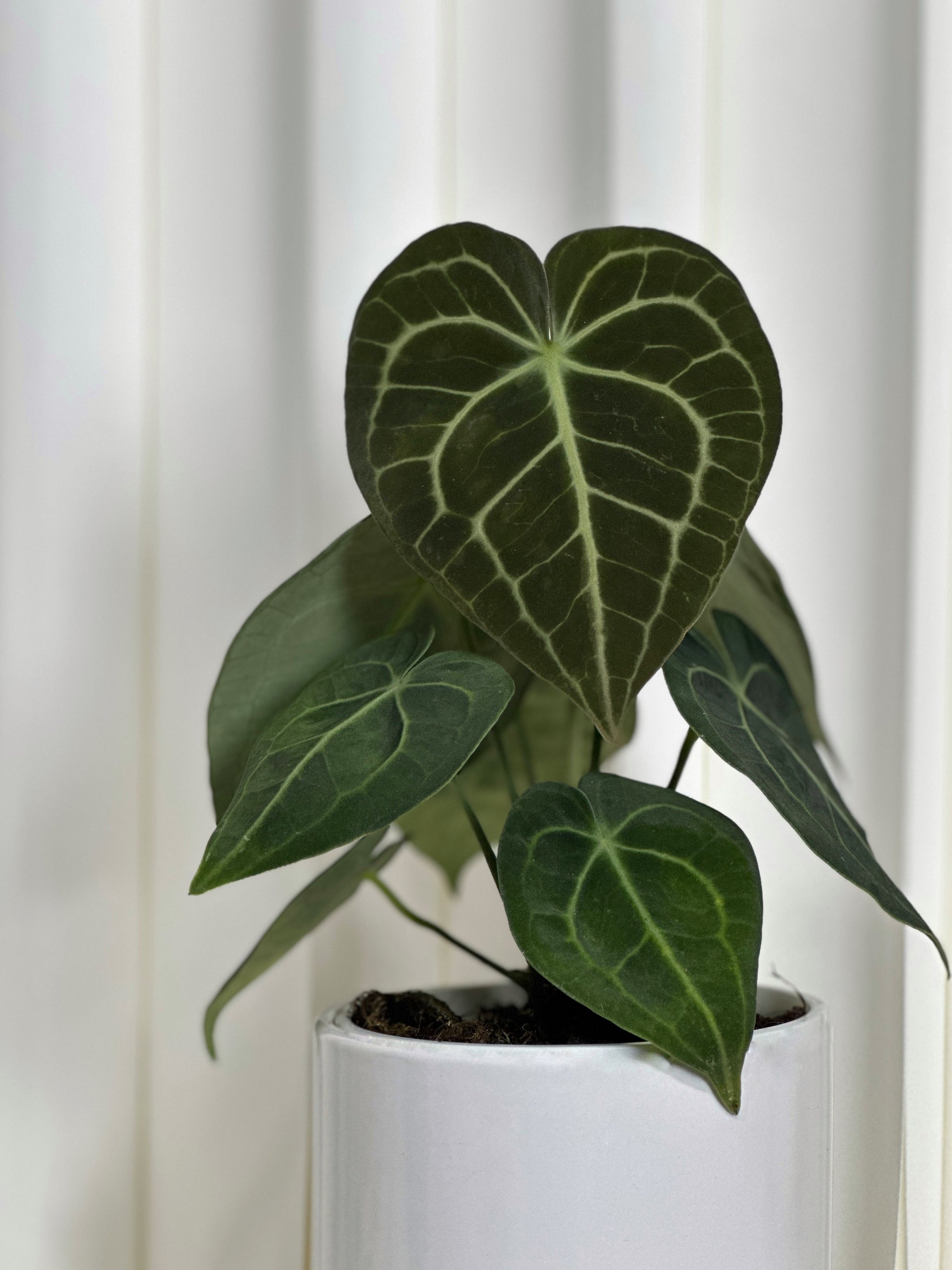 anthurium 中文名 圓葉花燭|Anthurium Clarinervium – Jungle Corner