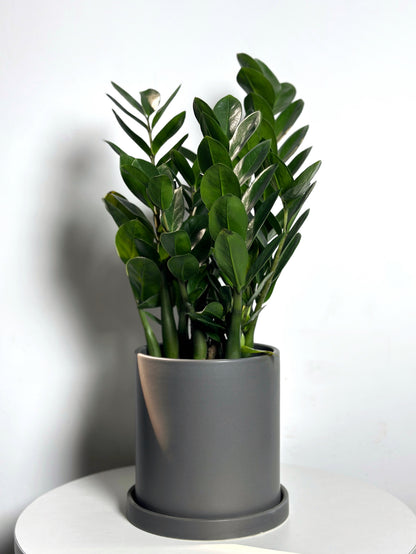 delray plants zz plant zamioculcas zamiifolia 中文 金錢樹| Zamioculcas Zamiifolia (ZZ Plant
