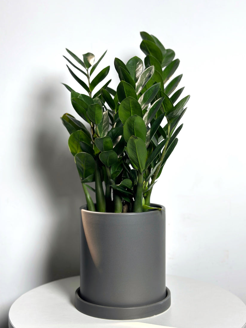 Zamioculcas zamiifolia pianta verde in vaso - Cina Zamioculcas Zamiifolia, ZZ pianta