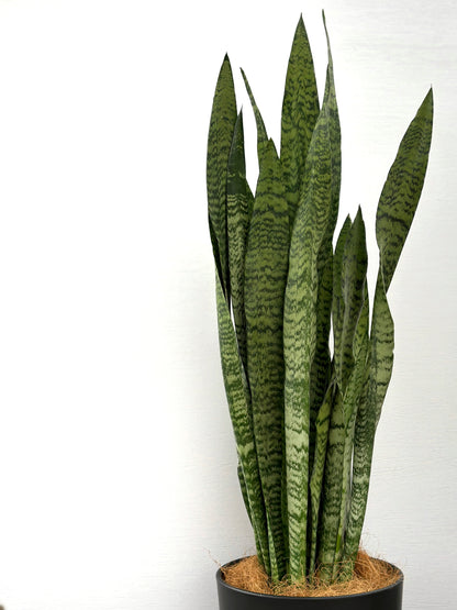 綠葉虎尾蘭(中型） | Sansevieria trifasciata(Green)