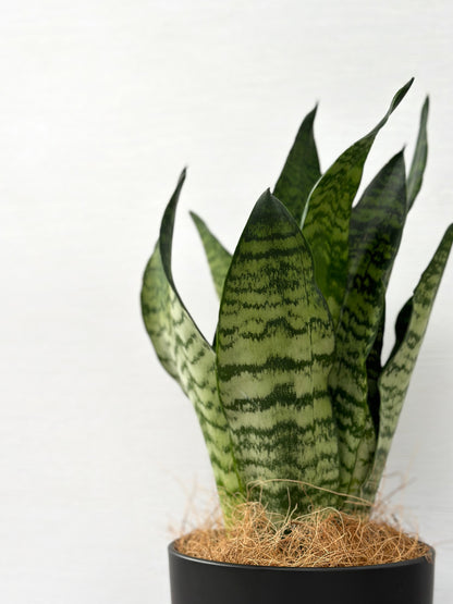 綠葉虎尾蘭 | Sansevieria trifasciata(Green)